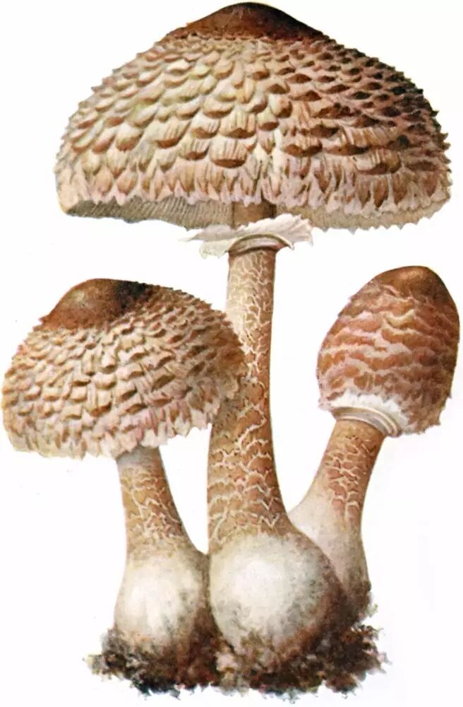 高大环柄菇的菌柄纤维程度太高,料理的时候一般都会被弃之不用,就像