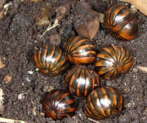 电影中这个名字真不靠谱,它长得一点都不像金龟子,甚至根本不是昆虫