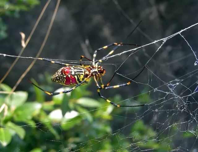 这只美美哒的蜘蛛叫什么有毒吗能好怎