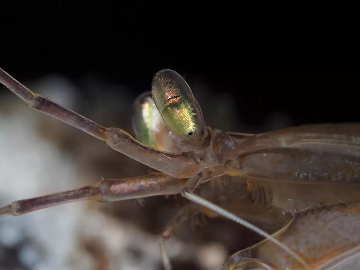 珍贵影像口虾蛄捕食记录