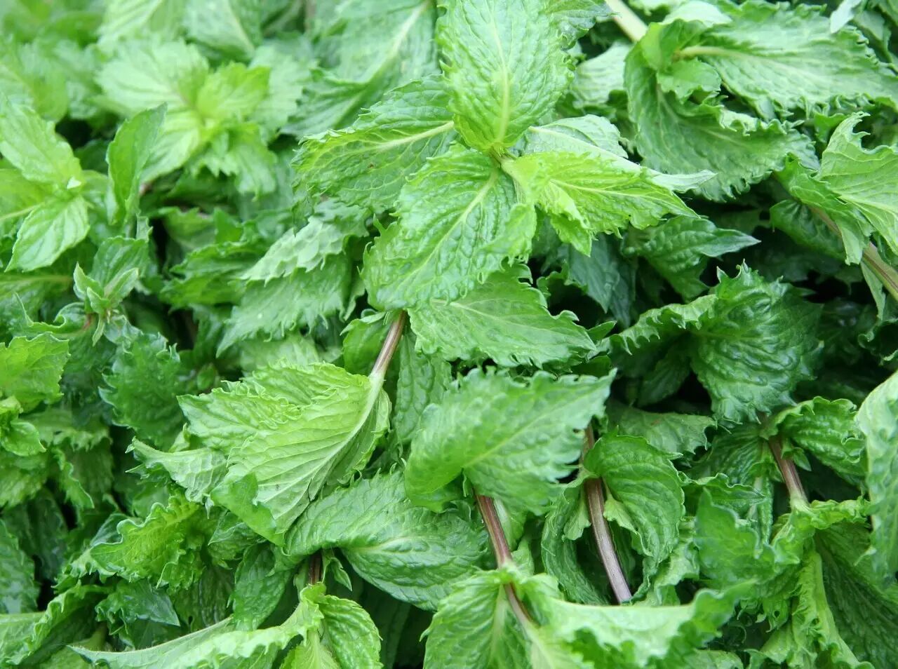 留兰香(绿薄荷,mentha spicata)皱叶留兰香也是我们经常在花卉市场上