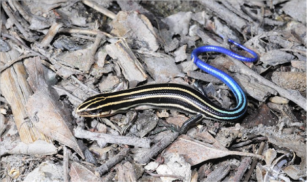 城市物种日历3月17日蓝尾石龙子