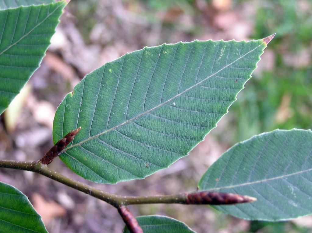 城市物种日历3月21日水青冈