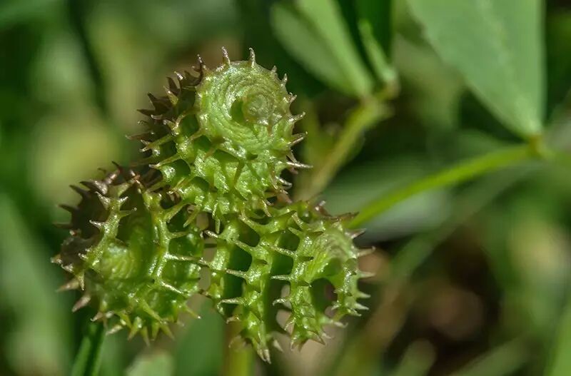 南苜蓿草头金花菜上海人的至爱