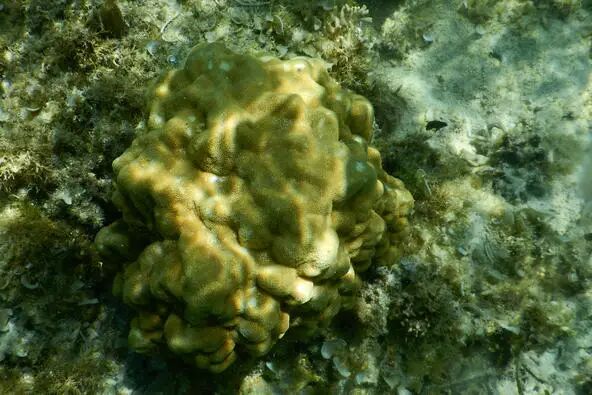 【珊瑚漫谈】澄黄滨珊瑚——种着圣诞树的珊瑚| 果壳 科技有意思