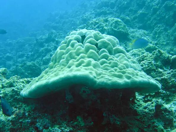 【珊瑚漫谈】澄黄滨珊瑚——种着圣诞树的珊瑚| 果壳 科技有意思