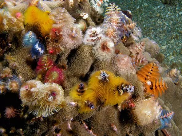 【珊瑚漫谈】澄黄滨珊瑚——种着圣诞树的珊瑚| 果壳 科技有意思