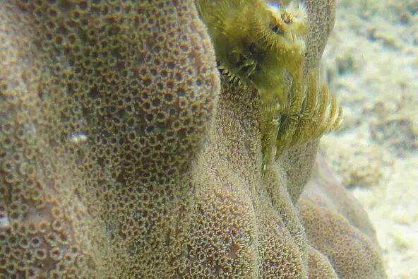 【珊瑚漫谈】澄黄滨珊瑚——种着圣诞树的珊瑚| 果壳 科技有意思