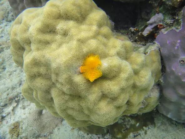 【珊瑚漫谈】澄黄滨珊瑚——种着圣诞树的珊瑚| 果壳 科技有意思