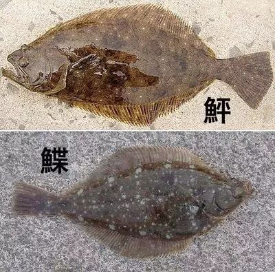 鸦片鱼我读书少你可别骗我