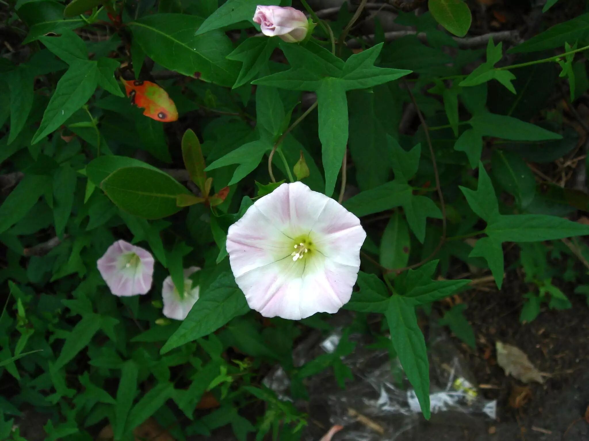 城市物種日曆 6月15日打碗花 我可不是牽牛花哦 物種日曆 微文庫
