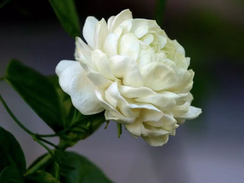 餐桌物种日历3月8日双瓣茉莉