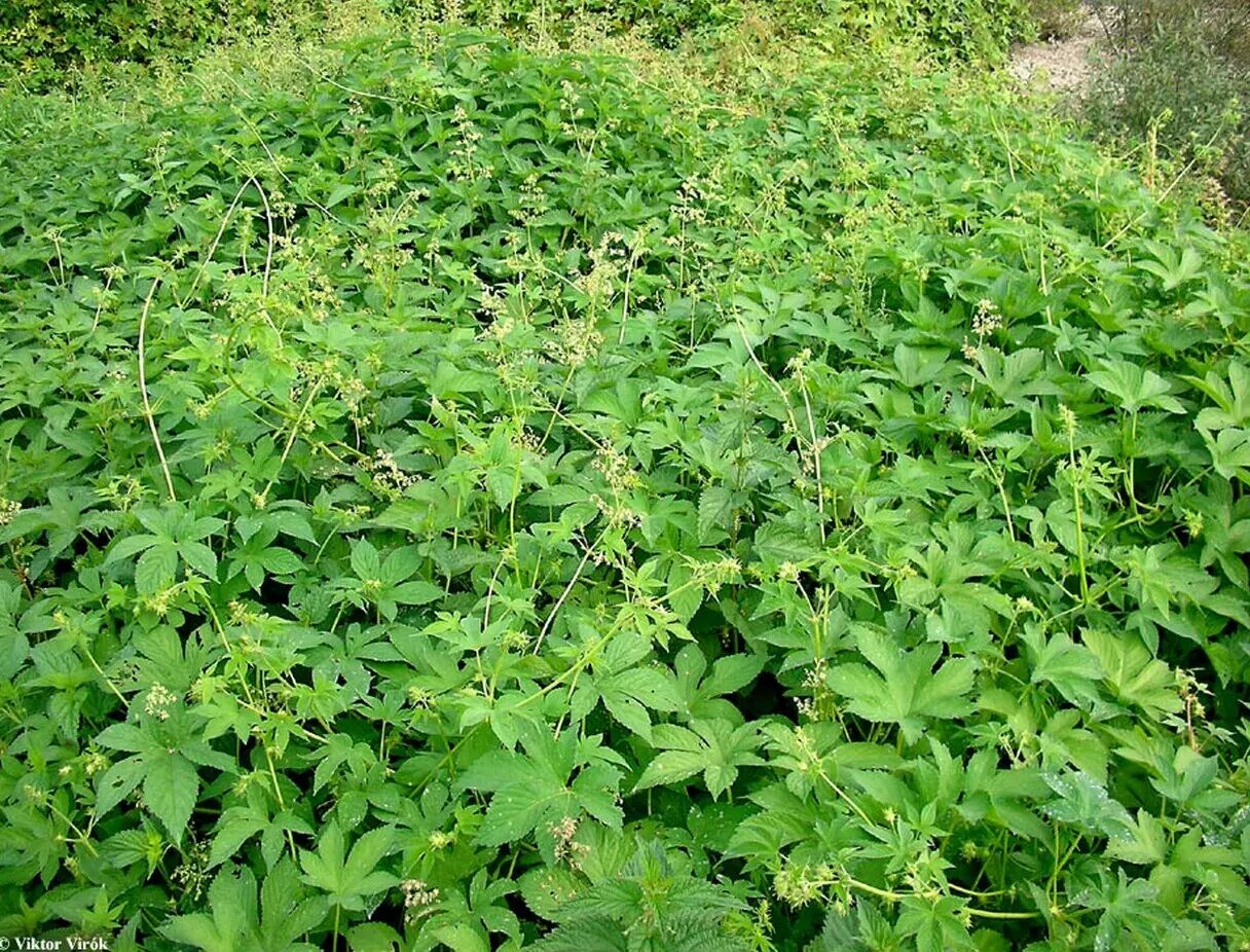 城市物种日历9月6日葎草