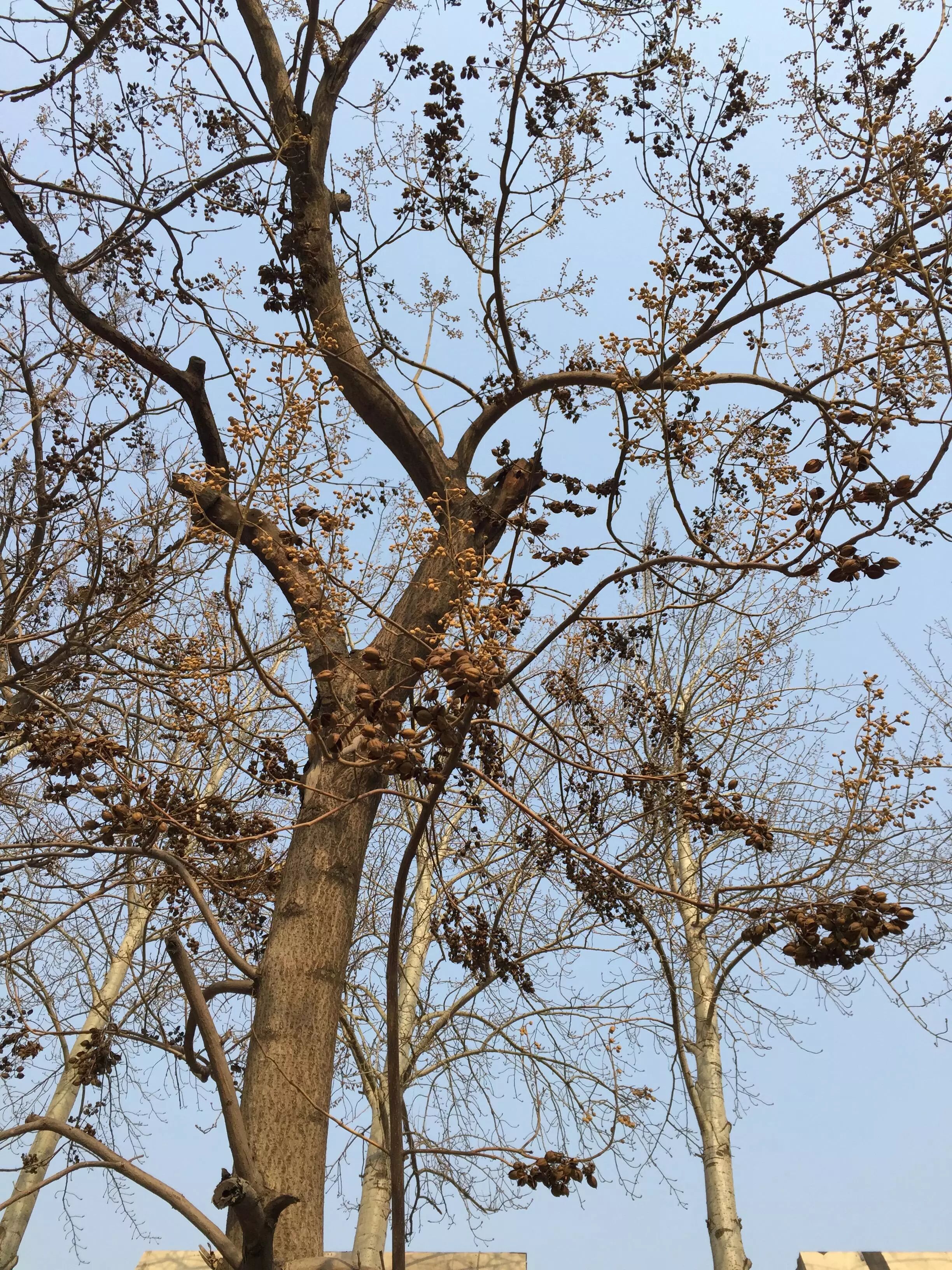 城市物种日历6月2日毛泡桐