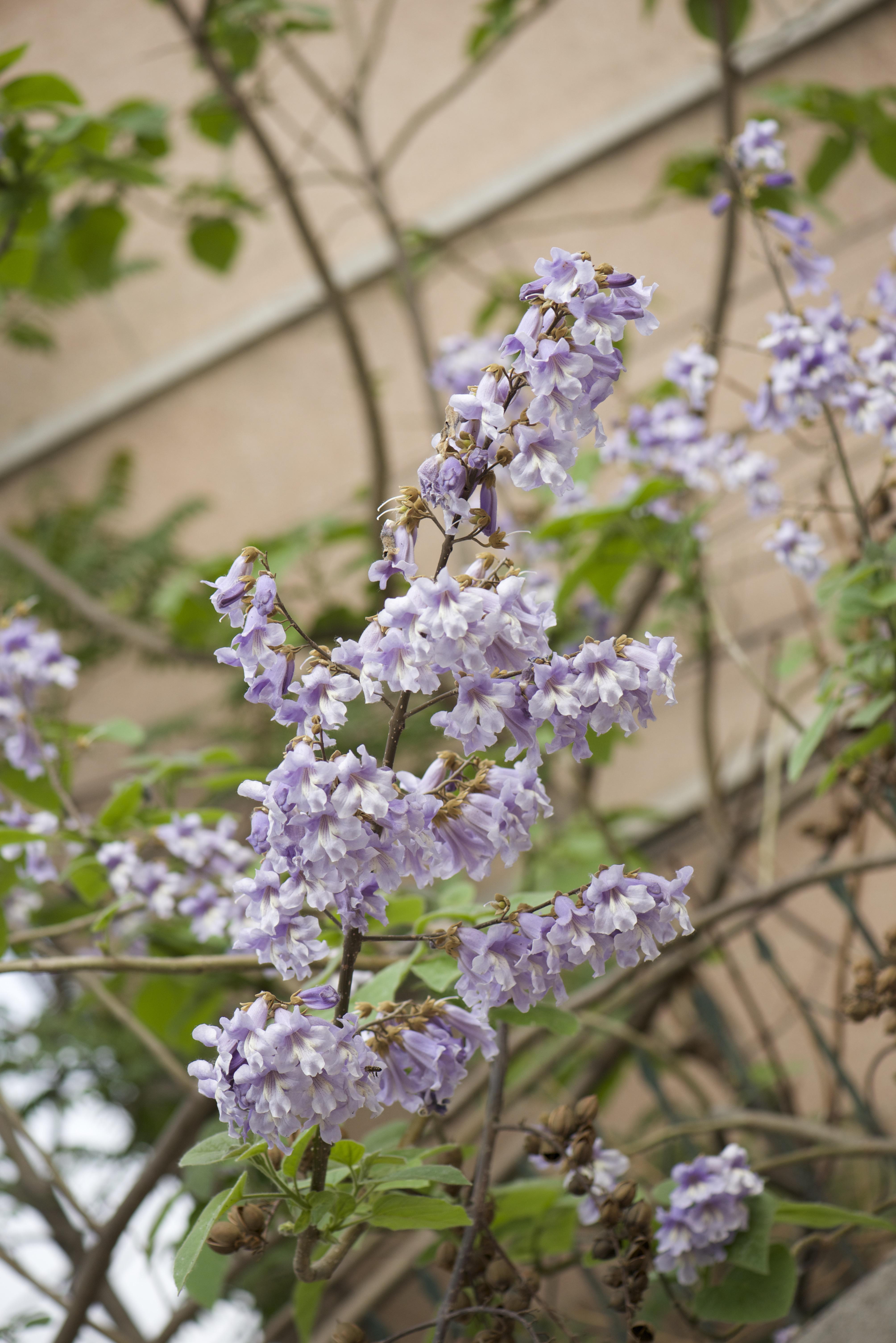 城市物种日历6月2日毛泡桐
