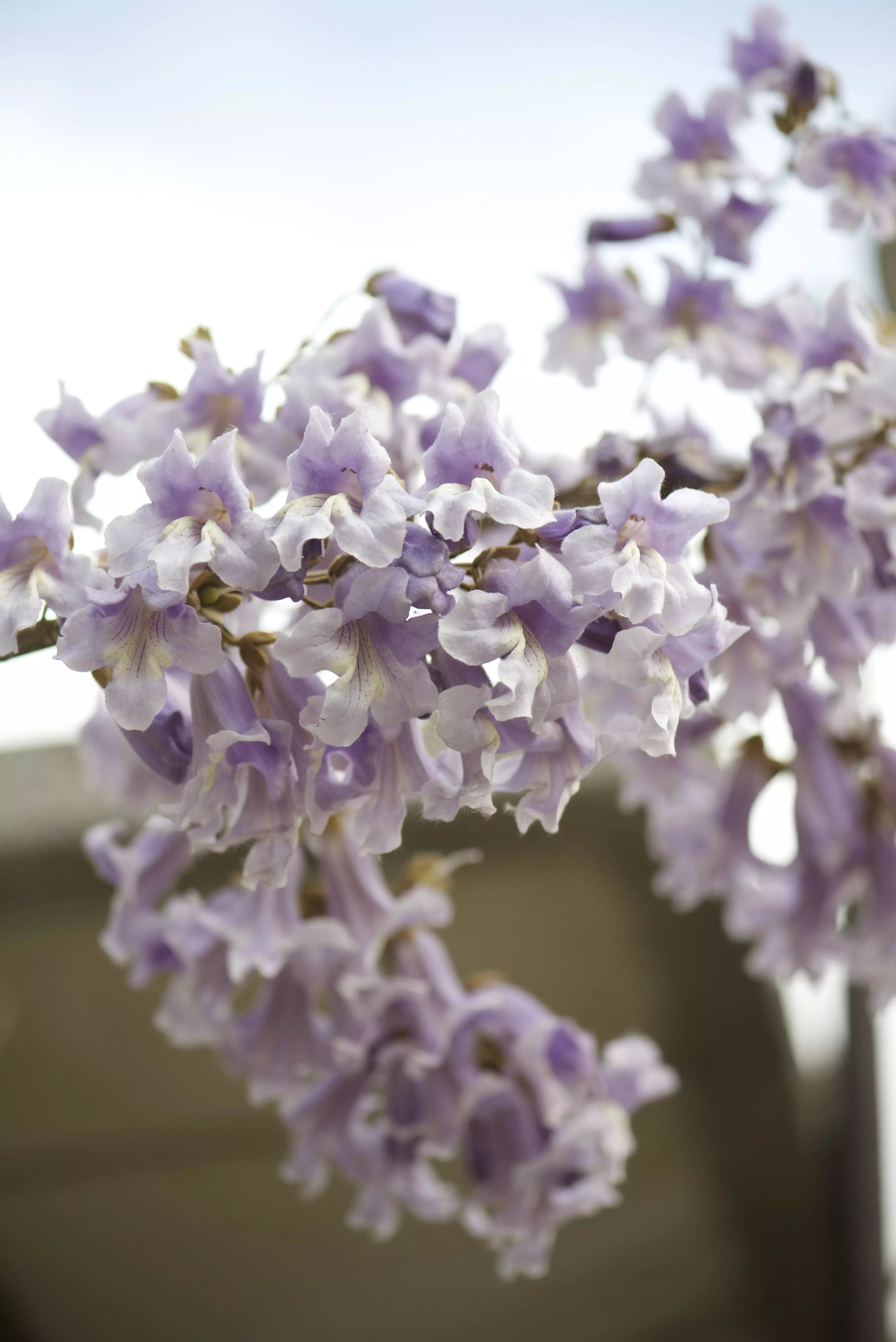 城市物种日历6月2日毛泡桐