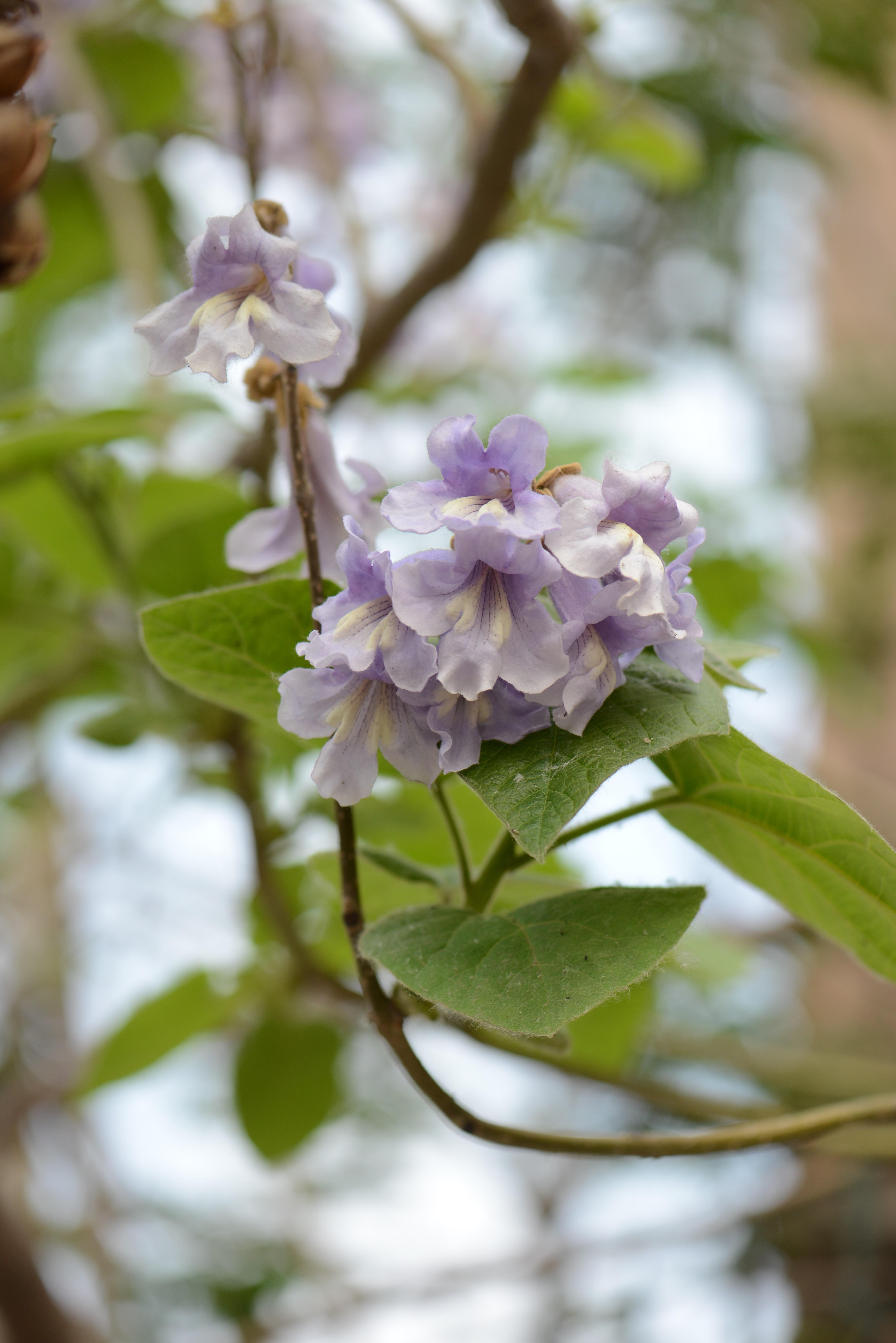 我的童年记忆中,满是泡桐树的影子,那大概是因为我们的家门前的道路是