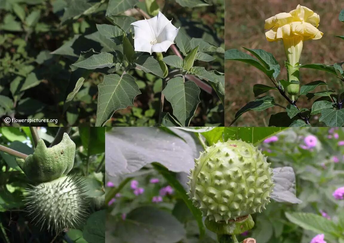 metel ;毛曼陀罗总是俯垂的果实;洋金花一般刺较钝,花萼浅盘状的果实