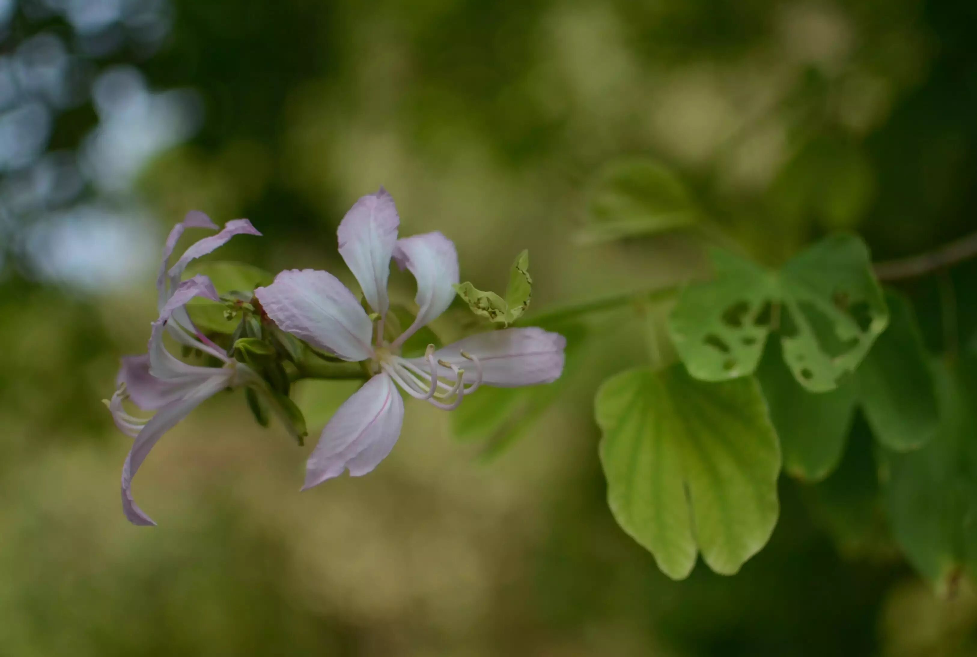 【城市物种日历】7月1日 红花羊蹄甲| 果壳 科技有意思