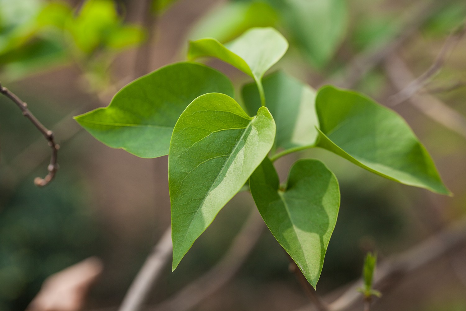 城市物种日历4月15日紫丁香