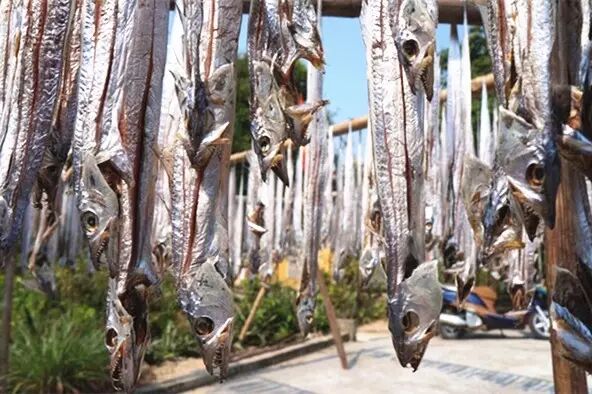 白帶魚 99 的人都不曾目睹過它搖曳的身姿 世界説 微文庫