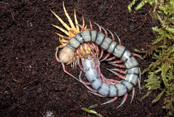 城市物种日历7月18日少棘蜈蚣