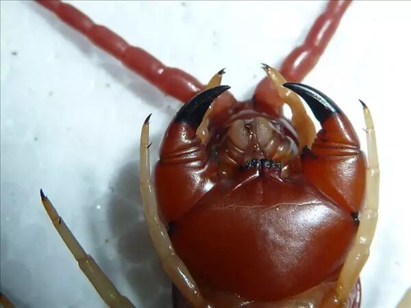 生活在南美洲的秘鲁巨人蜈蚣(scolopendra gigantea)是全世界最大的