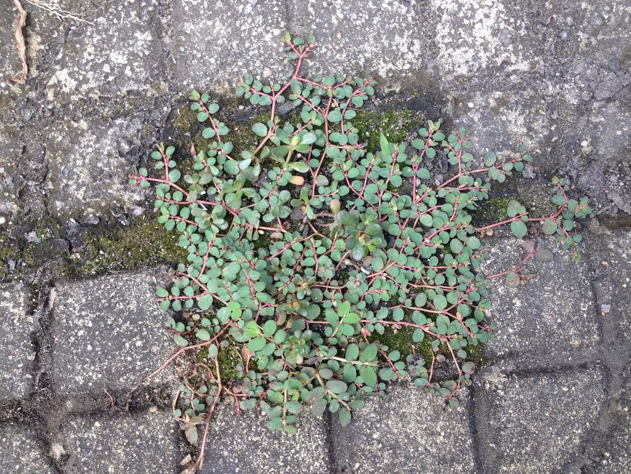 【城市物种日历】7月8日 地锦(果实有毒,不能不好不合适)| 果壳 科技