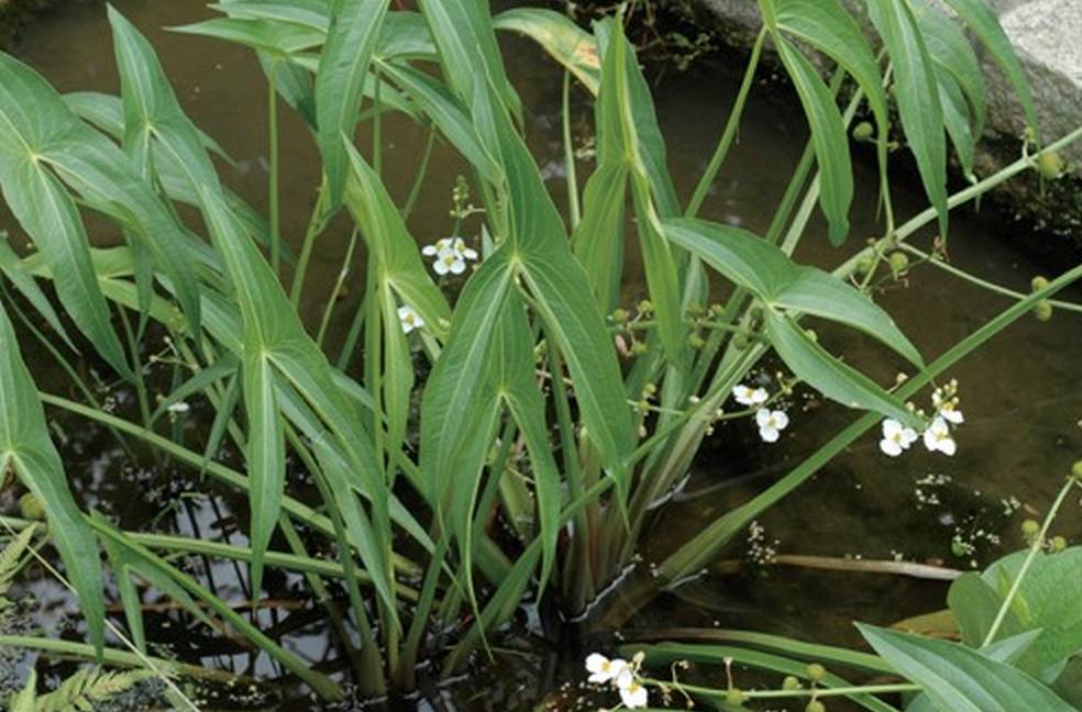 城市物种日历9月14日野慈姑