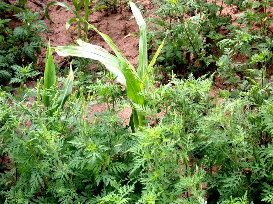 秋季花粉過敏的罪魁禍首豚草