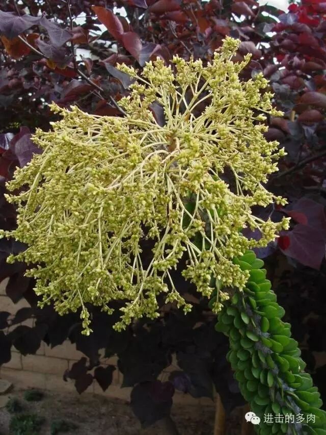 龙妈有3条龙我有一院子的龙树