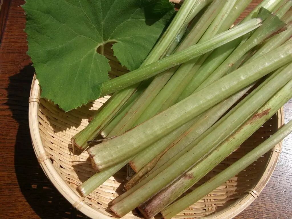 龍貓頭頂的那片葉子到底是啥 物種日曆 微文庫