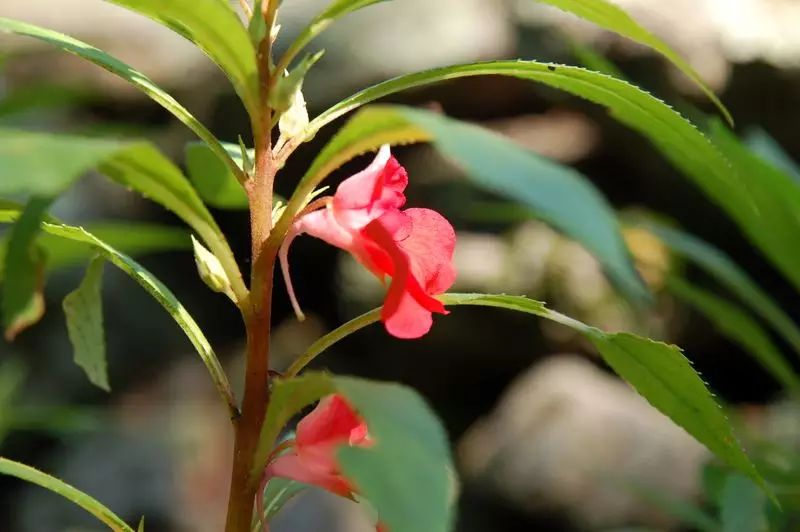 鳳仙花的花瓣和花萼長得很有特點,3枚萼片的2枚側生,呈披針形,而一枚