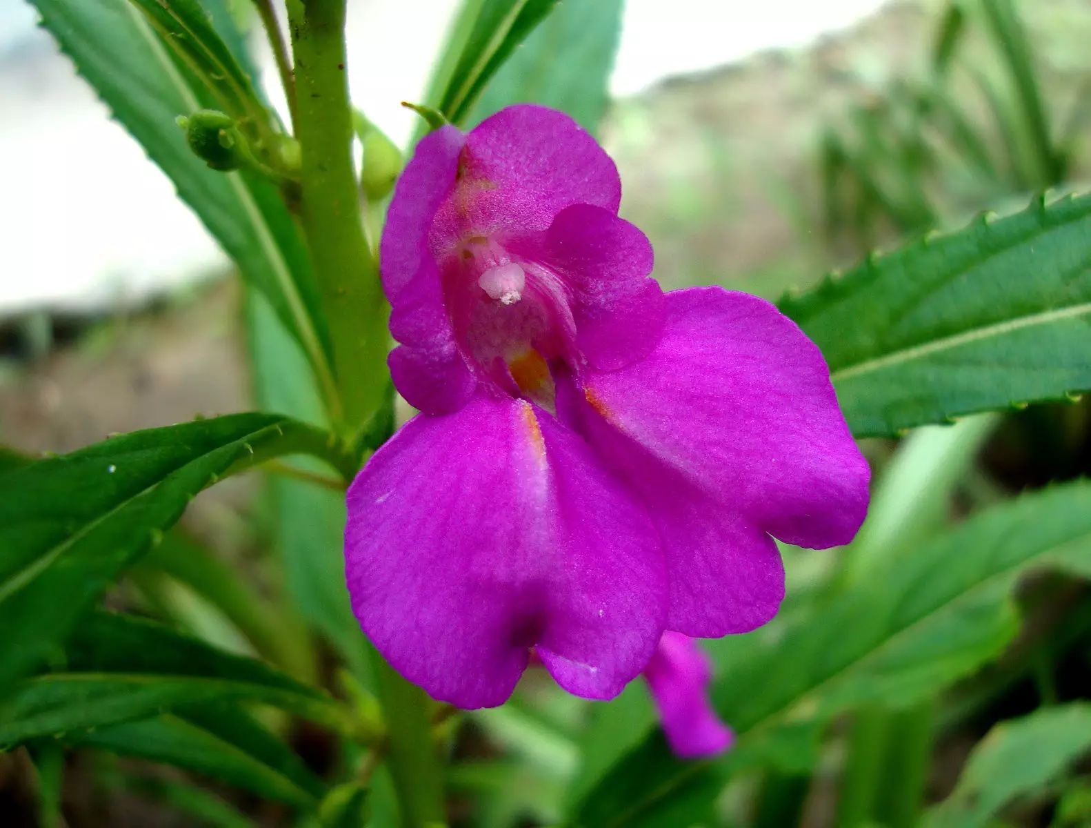 凤仙花的花瓣和花萼长得很有特点,3枚萼片的2枚侧生,呈披针形,而一枚