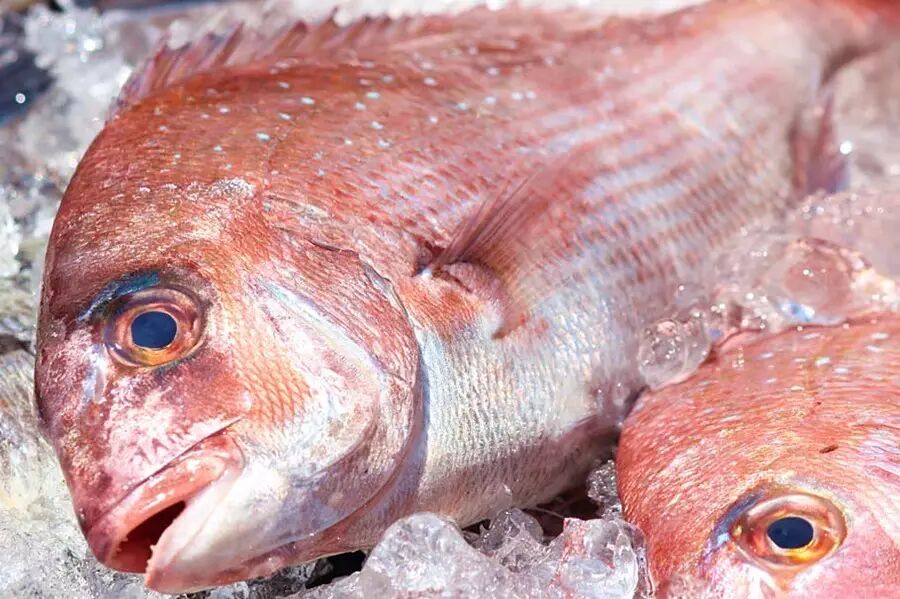 鲷鱼的日文发音"たい" 和日语好棒的发音"めでたい"相近,于是也被认为