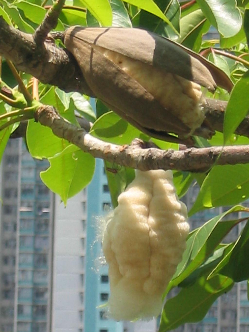 【城市物种日历】4月5日 木棉| 果壳 科技有意思