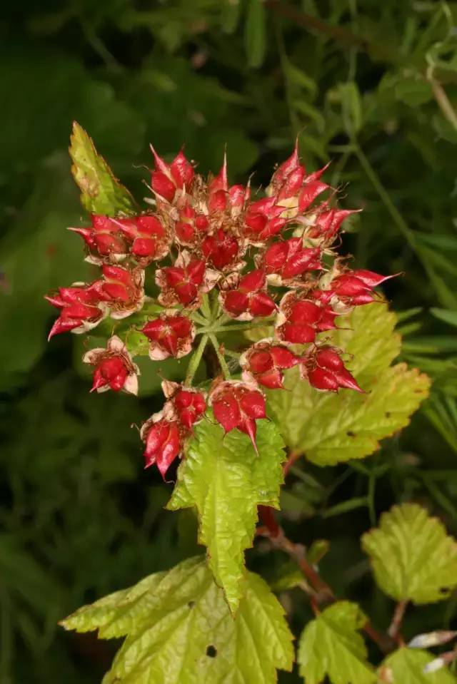 微信號:guokrpac長按二維碼關注我們日曆娘今日頭像薔薇科 風箱果本文