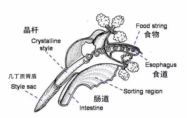 蛏子结构图片