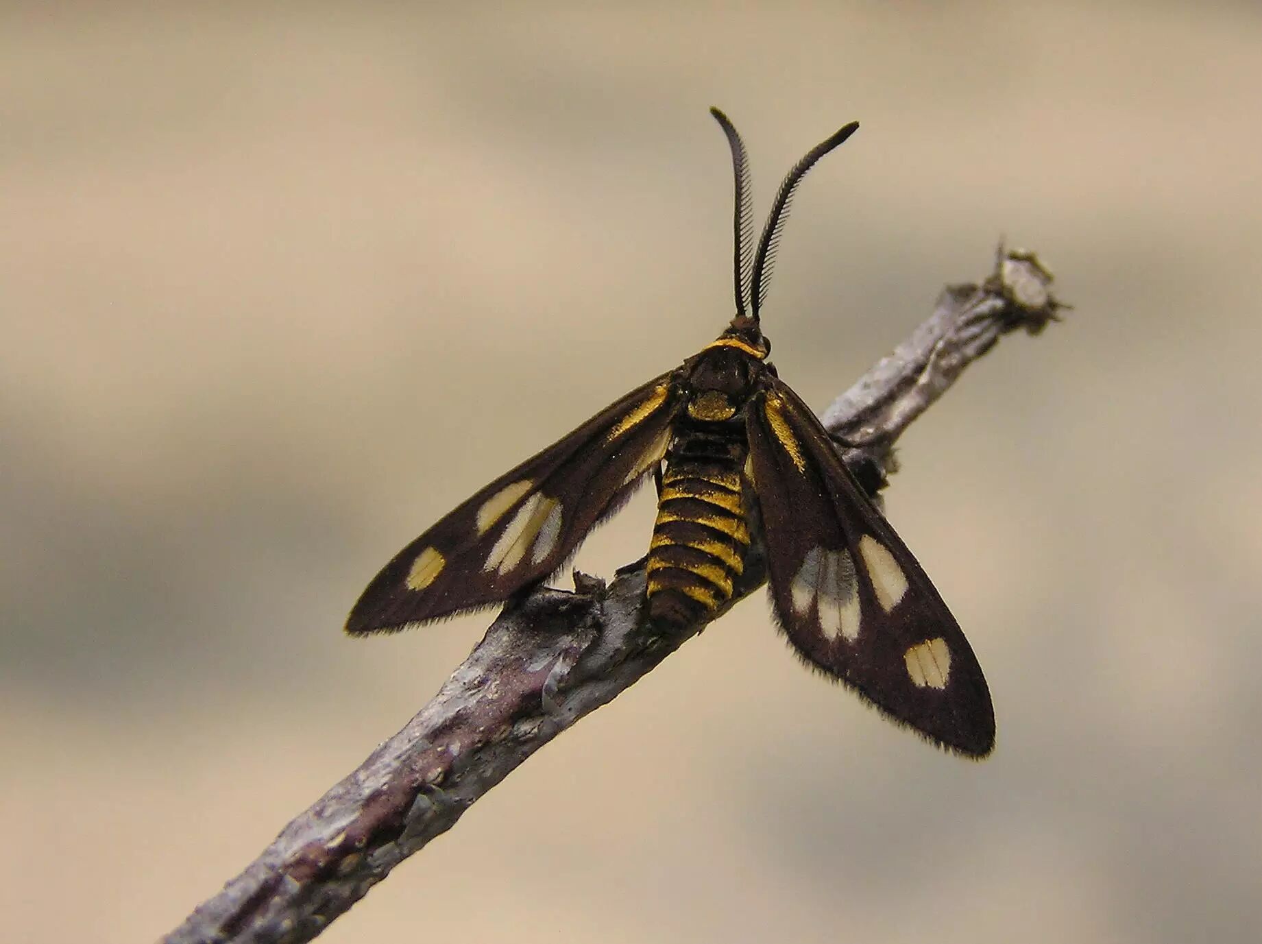城市物种日历9月9日条纹小斑蛾