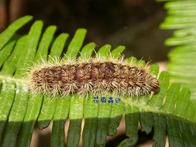 鹿蛾科幼虫amata.sp图片来自http://nc.kl.edu.tw/bbs/index.