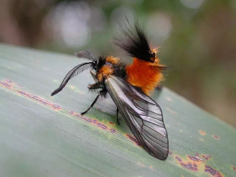 关于antenna是什么意思的信息