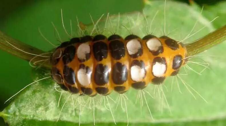 城市物种日历9月9日条纹小斑蛾