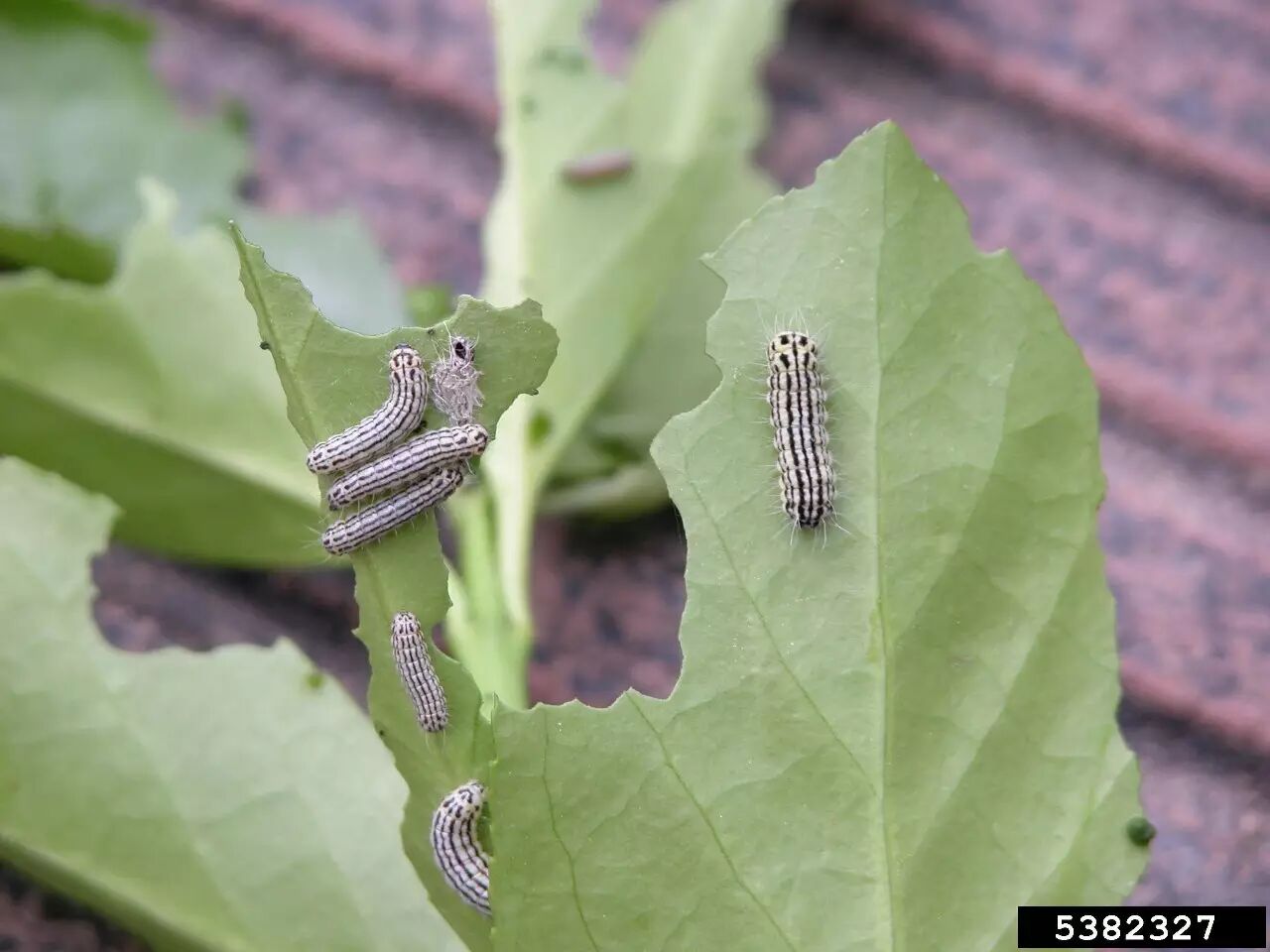 城市物种日历9月8日大叶黄杨长毛斑蛾