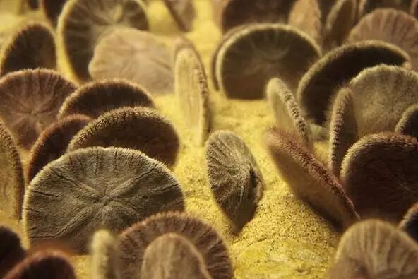 沙钱才不是蘑菇呢这是海胆