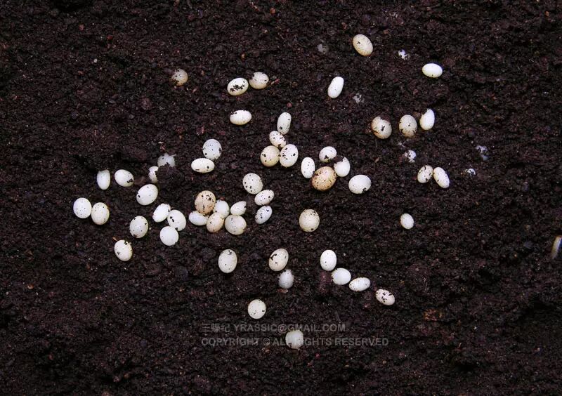 雌雄独角仙交配夏夜树干上的独角仙