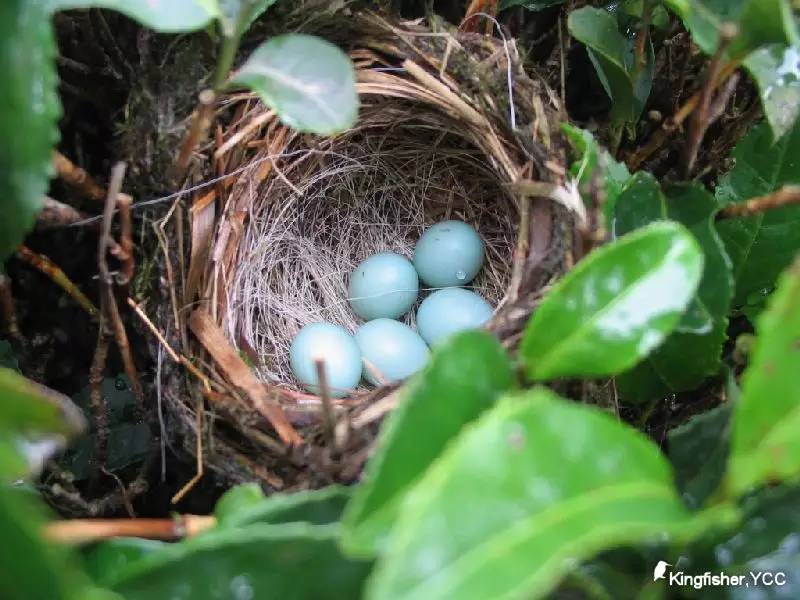 棕头鸦雀的蛋为啥是蓝色的