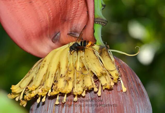 黄脚胡蜂vespa velutina取食芭蕉花上的甜汁知道它们的习惯,就要反其