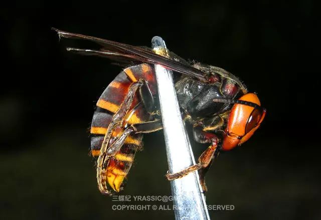 这位与坂本展开剑术大战的大虎头蜂到底是何方神圣?