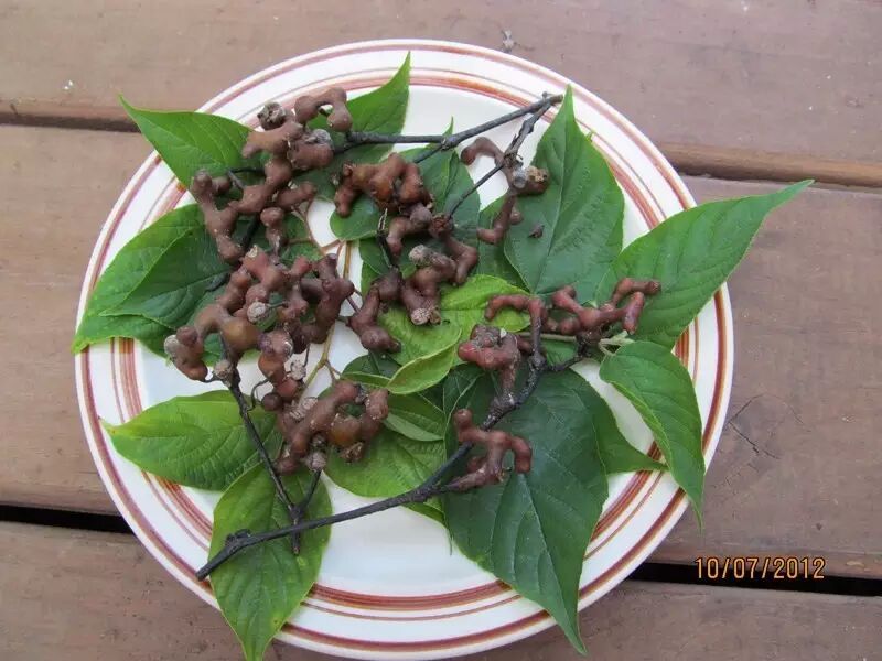 鸡爪子,形似枯木,味如糖蜜的野果| 果壳 科技有意思