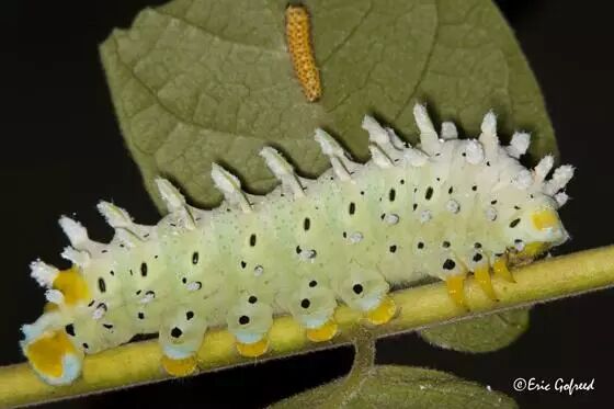 城市物种日历7月24日樗蚕